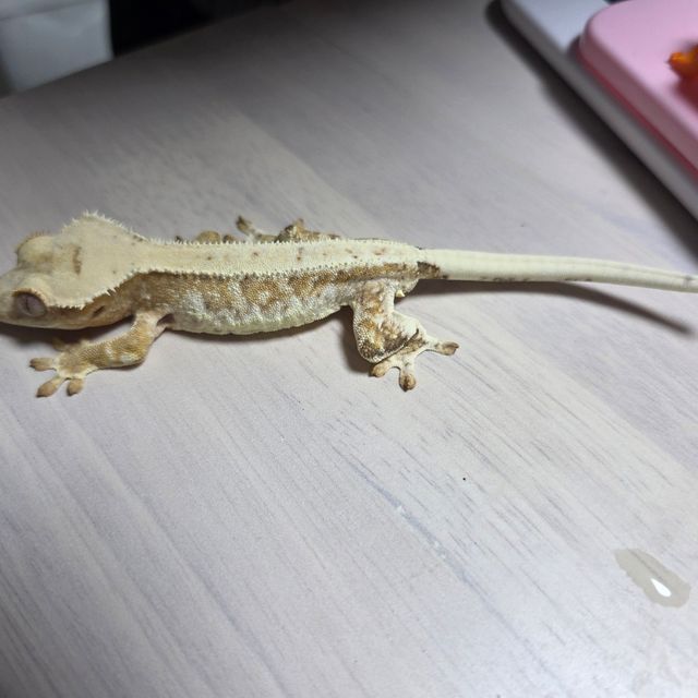 릴리화이트 크림