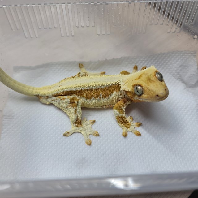 크림 솔리드백 릴리화이트