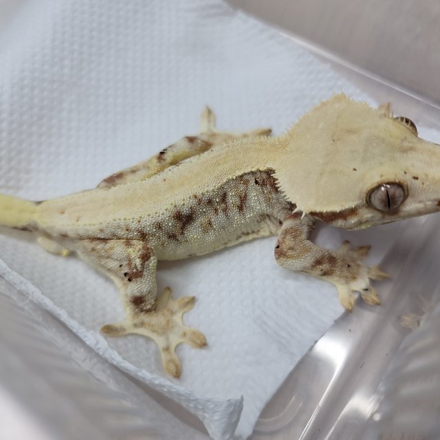 레드 솔리드백 릴리화이트