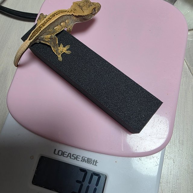 다크 엠티백 풀핀