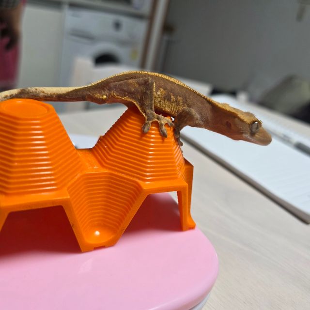 엠티백 텐저린