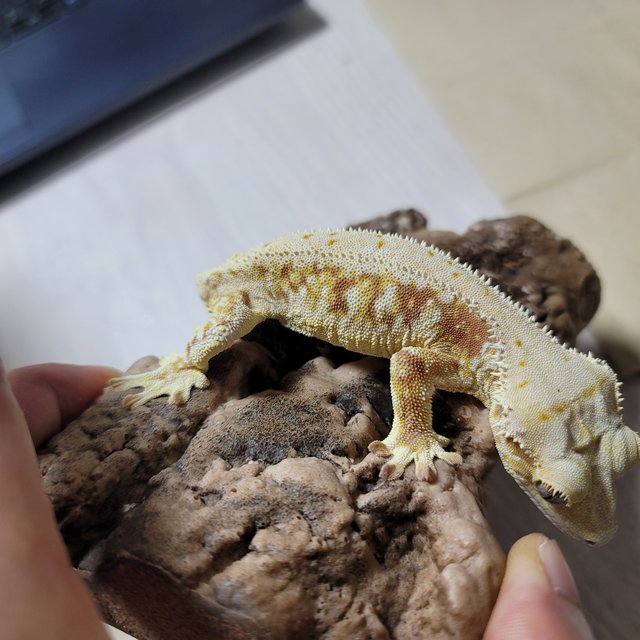 레드 릴리화이트