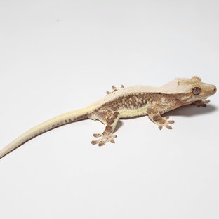 릴리100%헷아잔틱