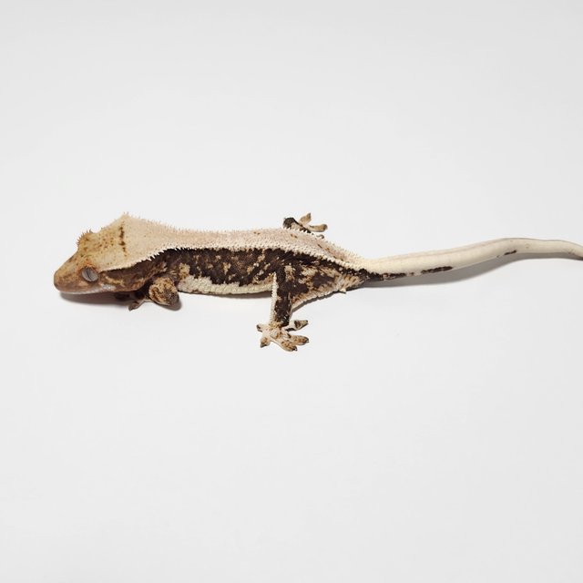 릴리100%헷아잔틱