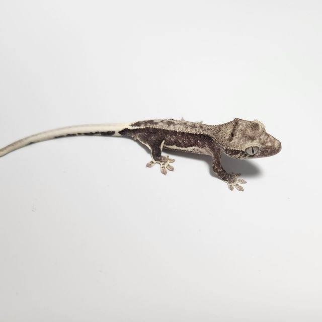 릴잔틱