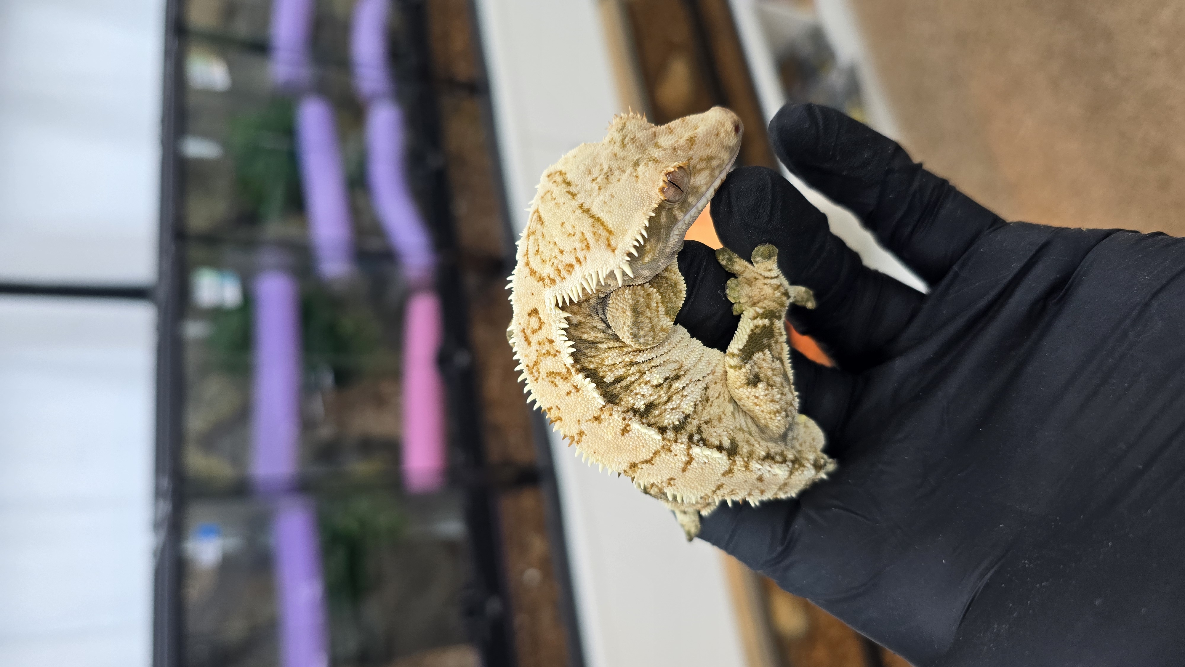 디어렙당진수청점