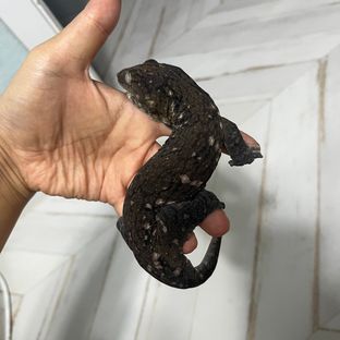 헷 멜라니스틱