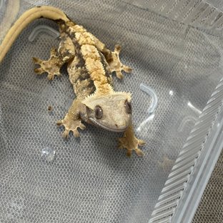 트라이 익스트림할리퀸