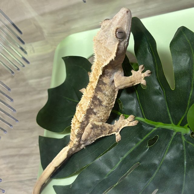 트라이 익스트림할리퀸