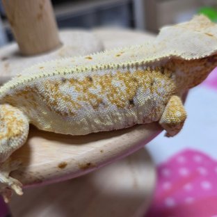 릴리화이트 옐로우 크림시클