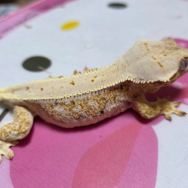 릴리화이트 옐로우 크림시클