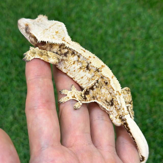 트라이 익스트림할리퀸