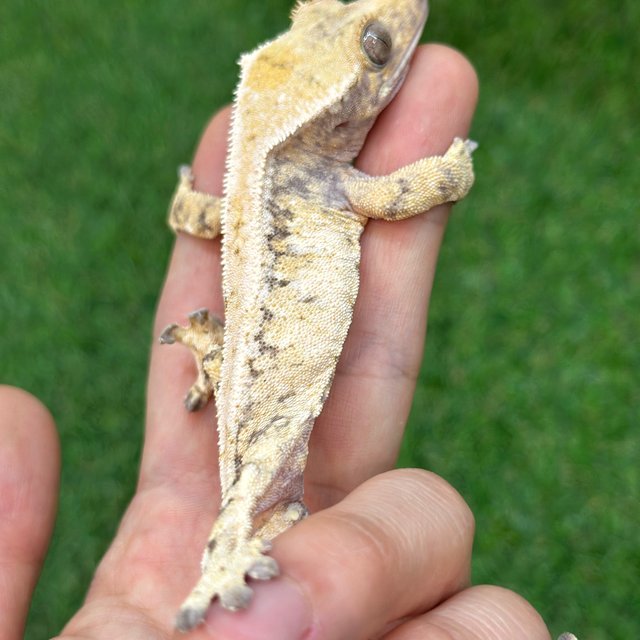 트라이 드리피 화이트스팟