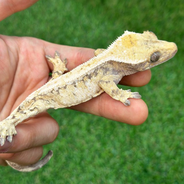 트라이 드리피 화이트스팟