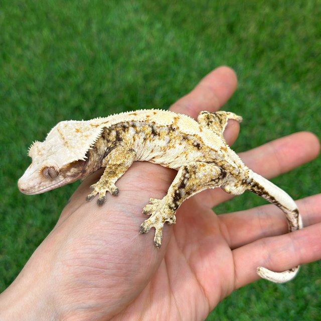 트라이 익스트림할리퀸