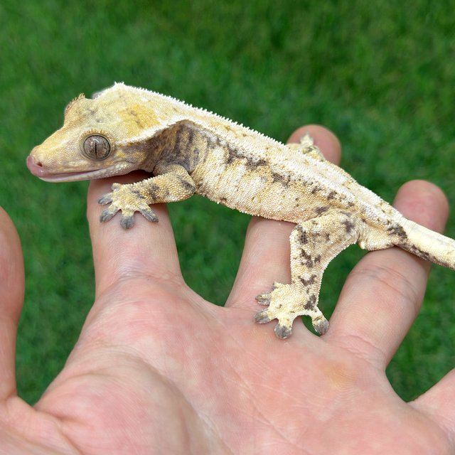 트라이 드리피 화이트스팟