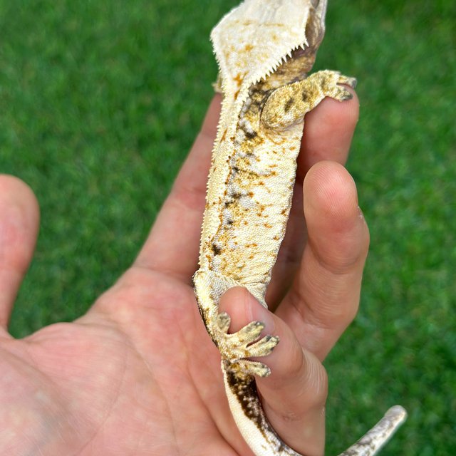 트라이 익스트림할리퀸