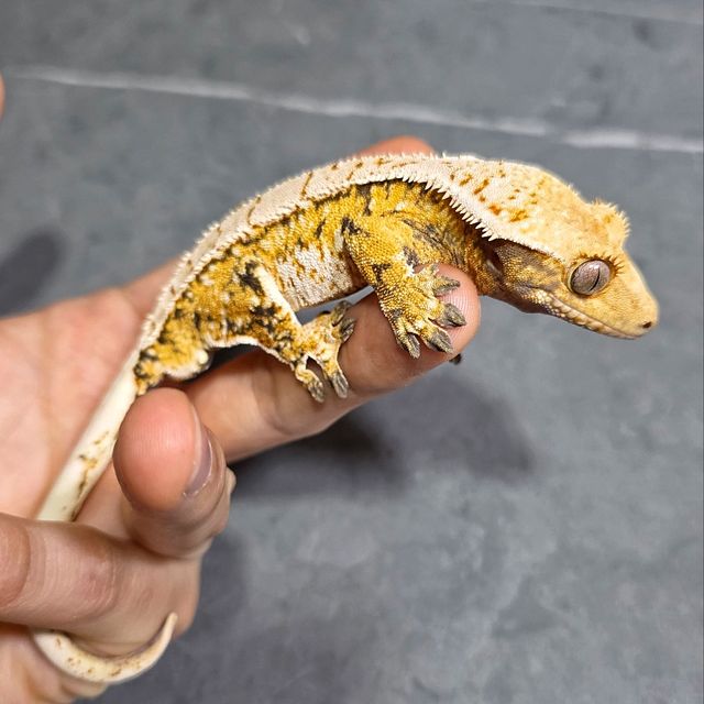 트라이 익스트림할리퀸