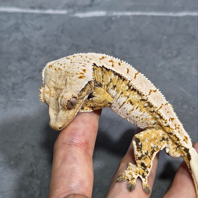 트라이 익스트림할리퀸