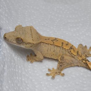 노멀 브린들 옐로우