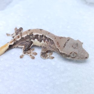 릴리화이트 트라이