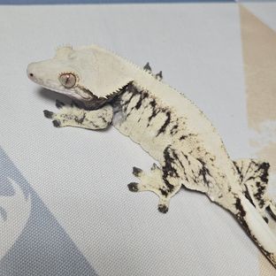 백솜모카