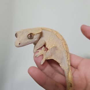 노멀 트라이 레드