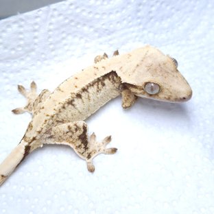 노멀 화이트스팟 드리피