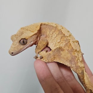 노멀 트라이 레드