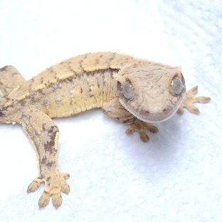 익스트림할리퀸 노멀 트라이