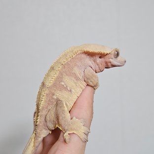 노멀 레드 할리퀸