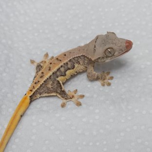 릴리화이트 트라이