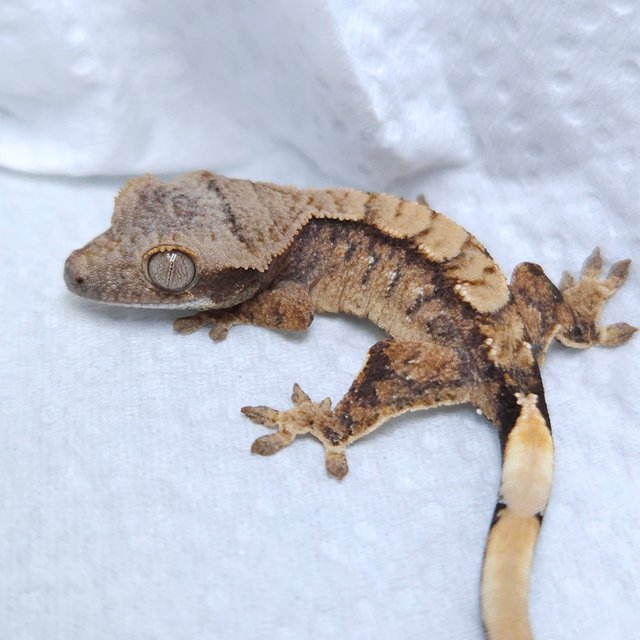 노멀 익스트림할리퀸