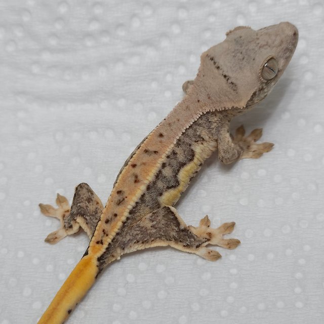 릴리화이트 트라이