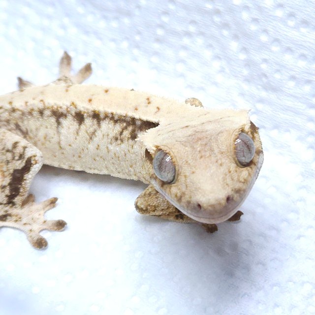 노멀 화이트스팟 드리피