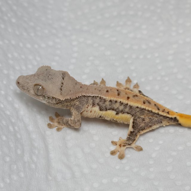 릴리화이트 트라이