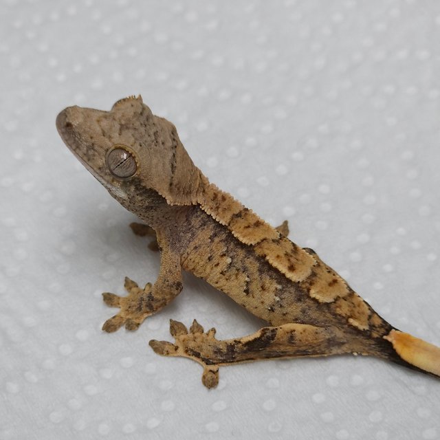 익스트림할리퀸 노멀 트라이