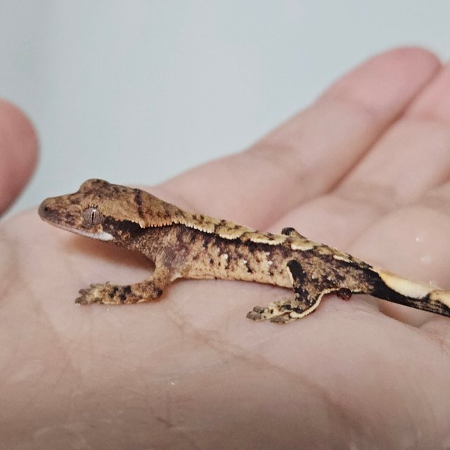 익스트림할리퀸 노멀 트라이