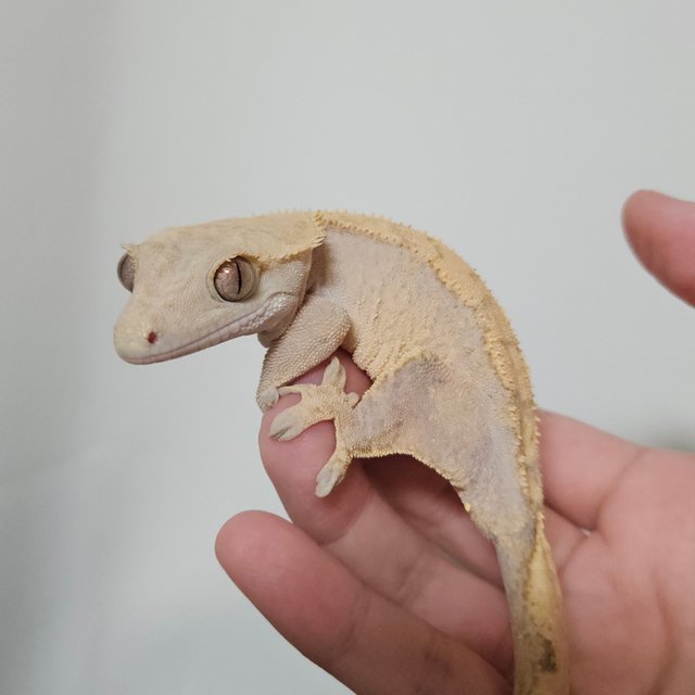 노멀 트라이 레드