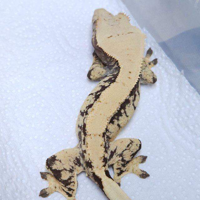 노멀 익스트림할리퀸