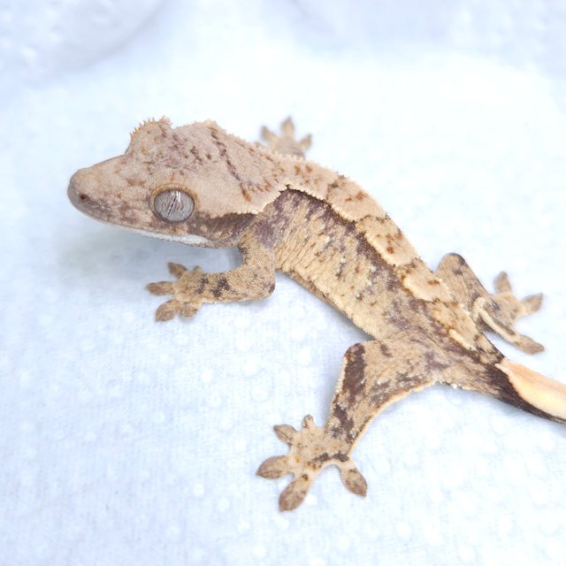 익스트림할리퀸 노멀 트라이