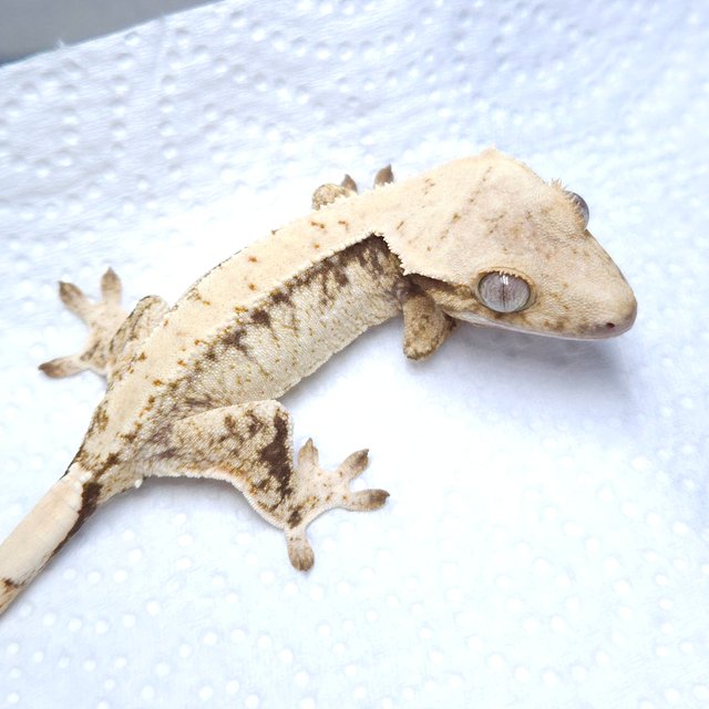 노멀 화이트스팟 드리피