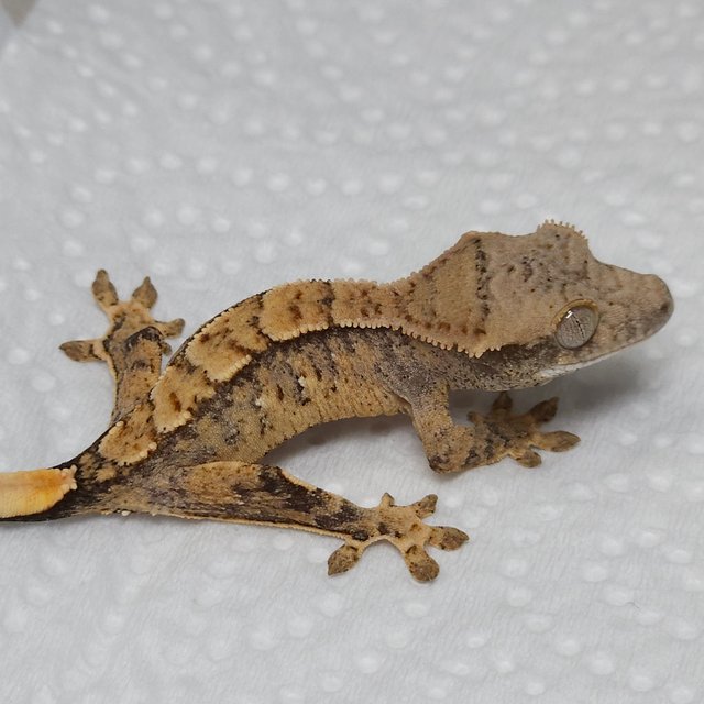 익스트림할리퀸 노멀 트라이