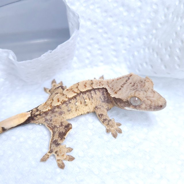 익스트림할리퀸 노멀 트라이