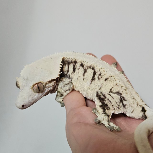 노멀 익스트림할리퀸 크림 솔리드백