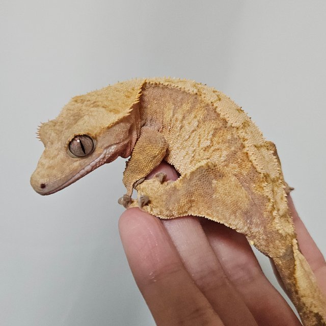 노멀 트라이 레드