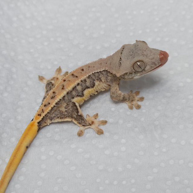 릴리화이트 트라이