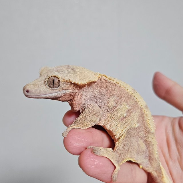 노멀 레드 할리퀸