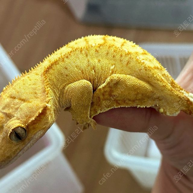 벅스킨 옐로우 크림시클 팬텀