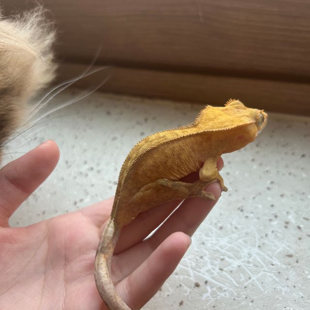 크림시클